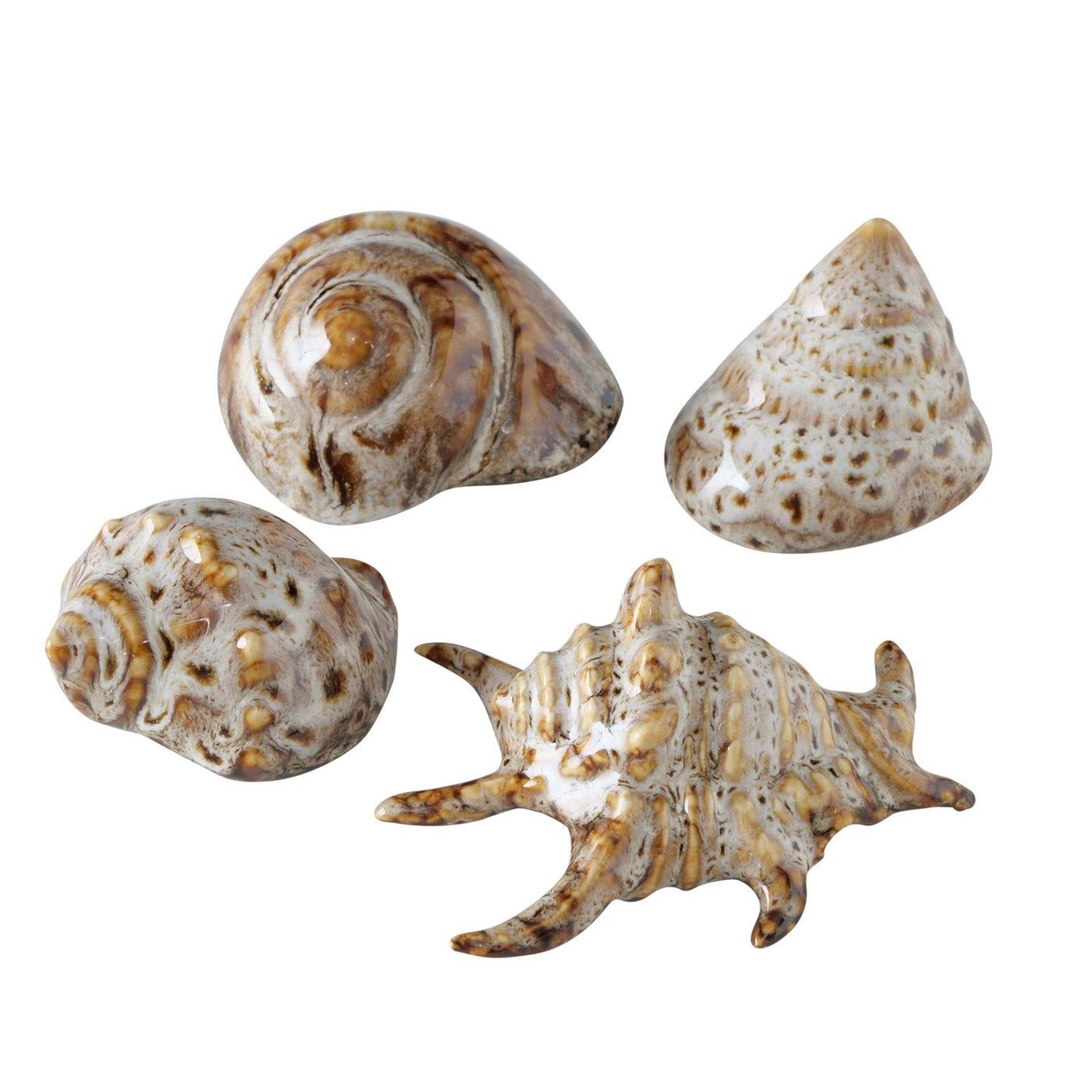 Boltze home deco shell 7x6x4cm-0