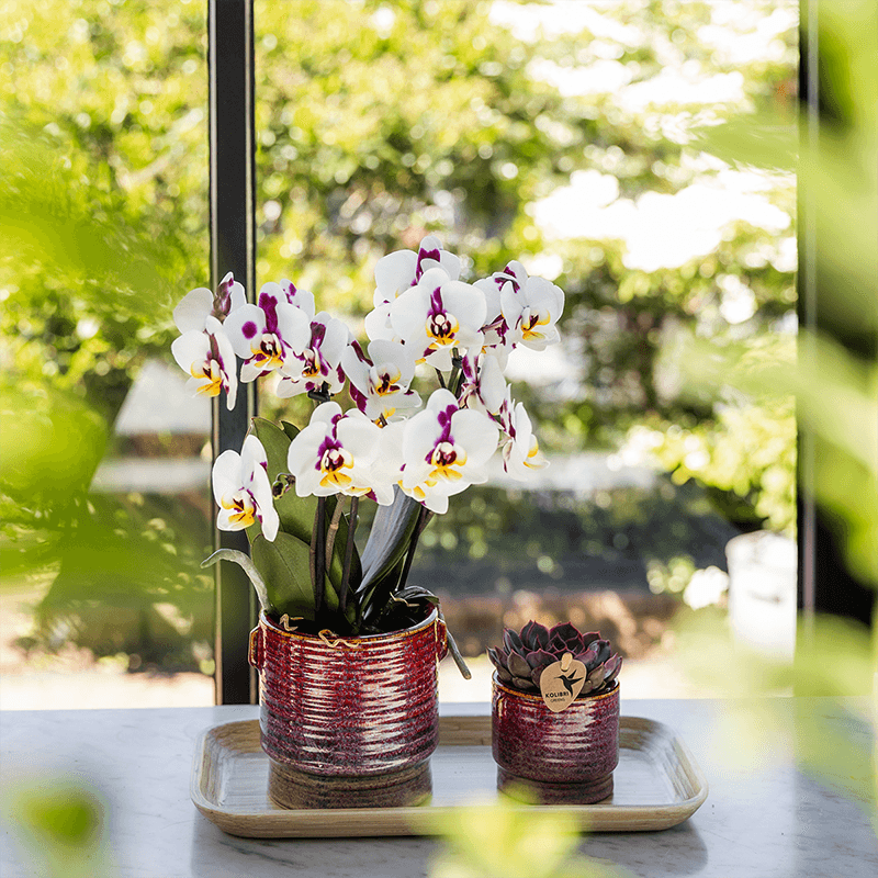 Aura Pflanztopf – Ø9cm – Retro Blumentopf im Bold Seventies Stil – Keramik Übertopf mit Henkeln – Dekorativer Blumentopf für Zimmerpflanzen-2