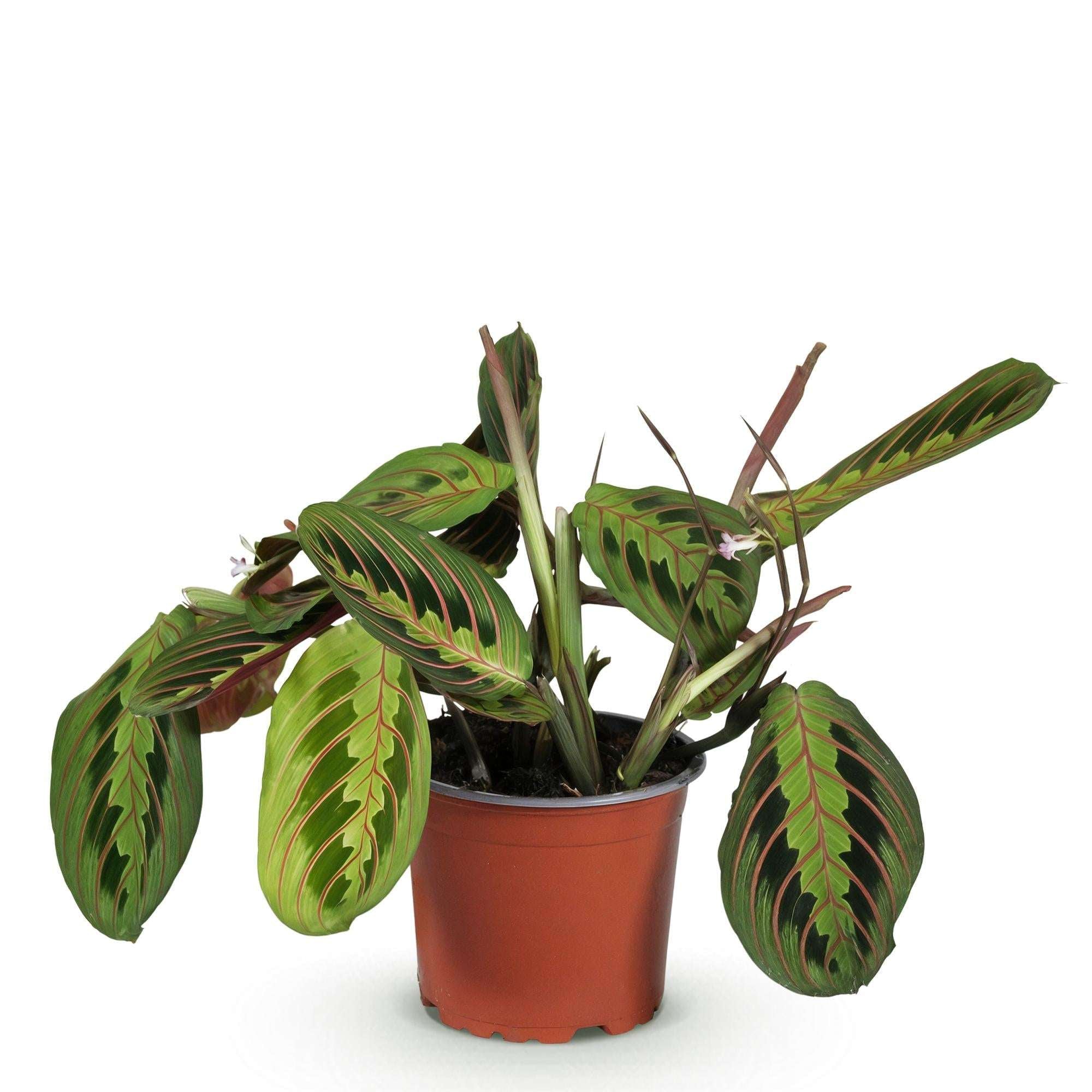 Maranta Fascinator Tricolour Gebetsblatt – Haustierfreundliche Zimmerpflanze 12cm – Höhe ca.25cm
