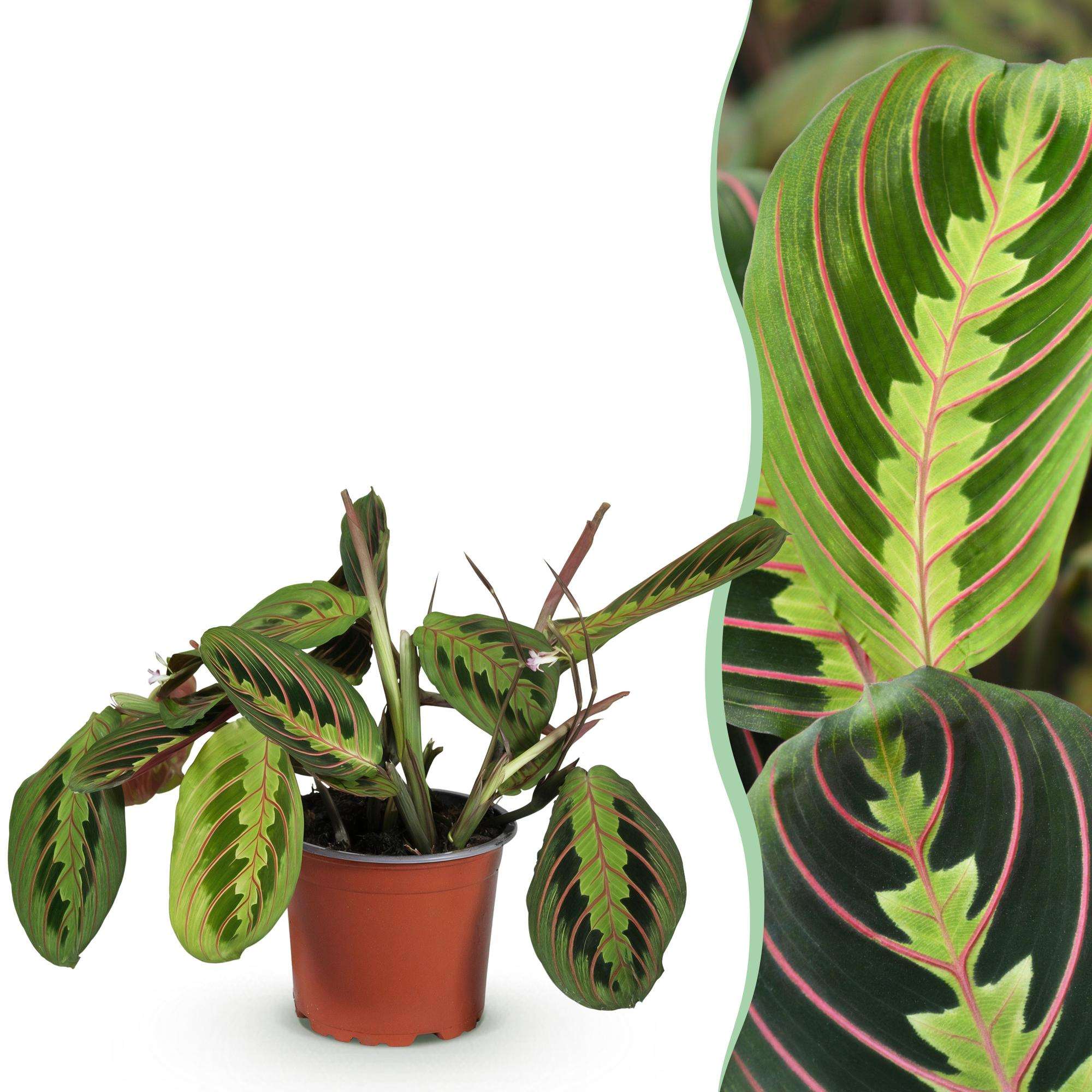 Maranta Fascinator Tricolour Gebetsblatt – Haustierfreundliche Zimmerpflanze 12cm – Höhe ca.25cm