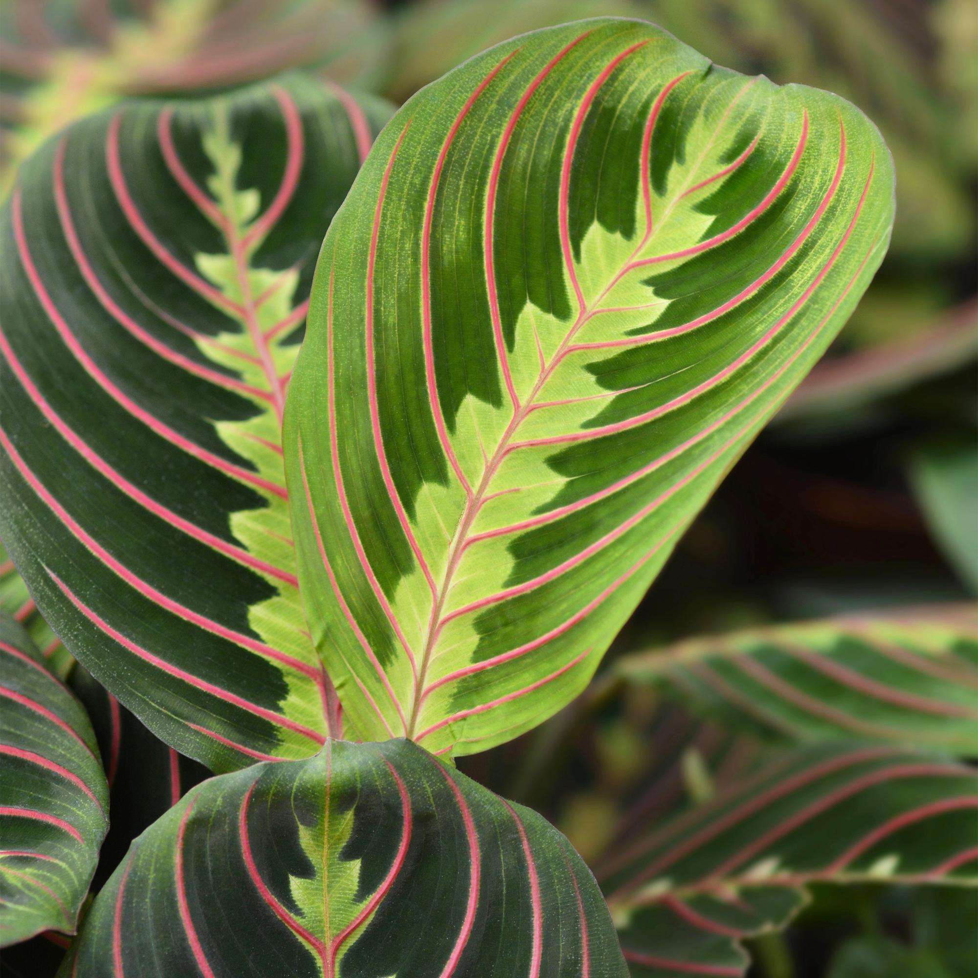 Maranta Fascinator Tricolour Gebetsblatt – Haustierfreundliche Zimmerpflanze 12cm – Höhe ca.25cm