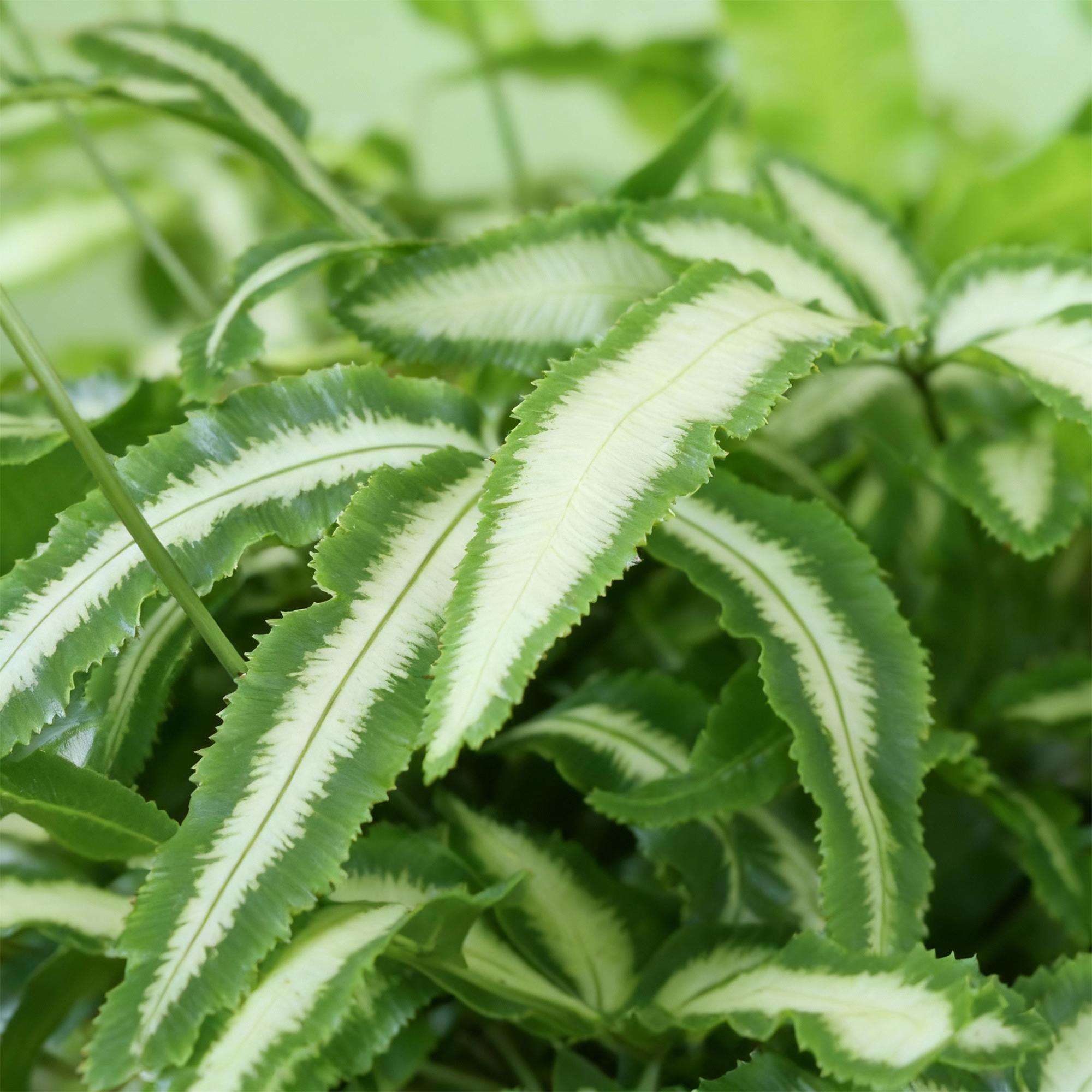 Pteris cretica Albolineata Flügelfarn – Haustierfreundliche Zimmerpflanze 12cm – Höhe ca.20cm – Farn mit weißer Blattzeichnung für Wohnzimmer & Büro