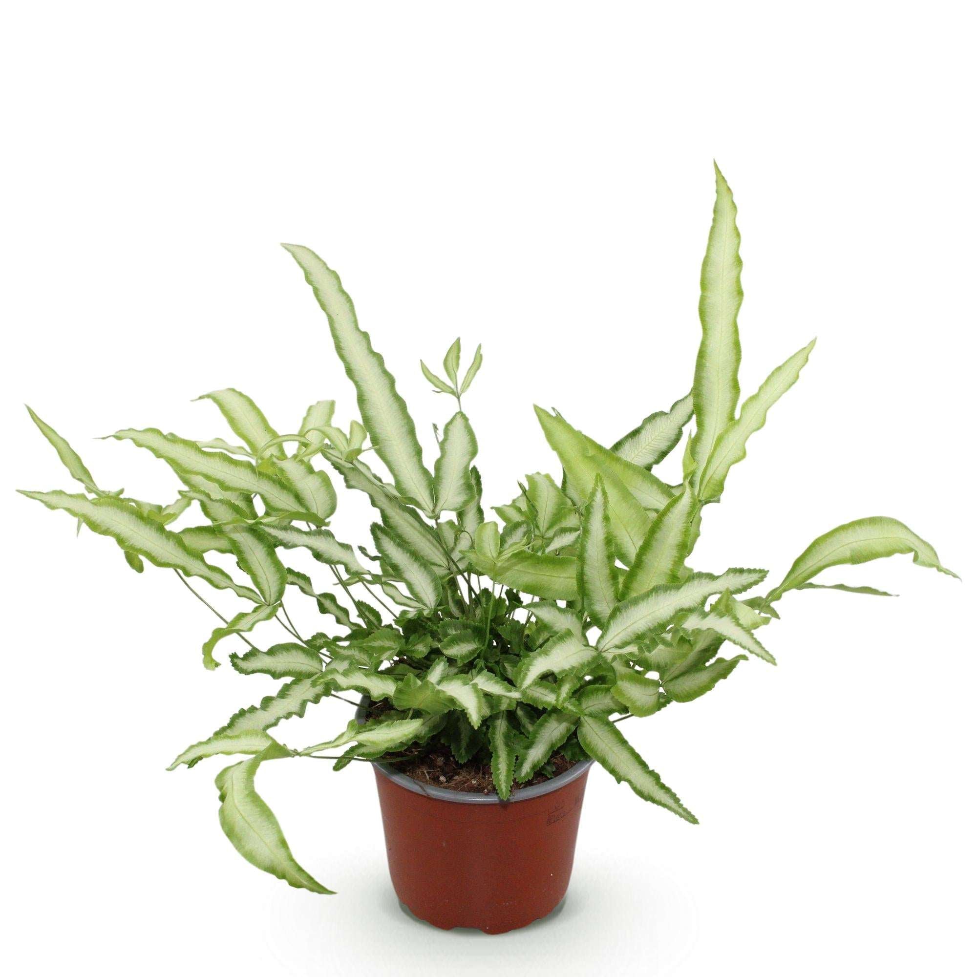 Pteris cretica Albolineata Flügelfarn – Haustierfreundliche Zimmerpflanze 12cm – Höhe ca.20cm – Farn mit weißer Blattzeichnung für Wohnzimmer & Büro