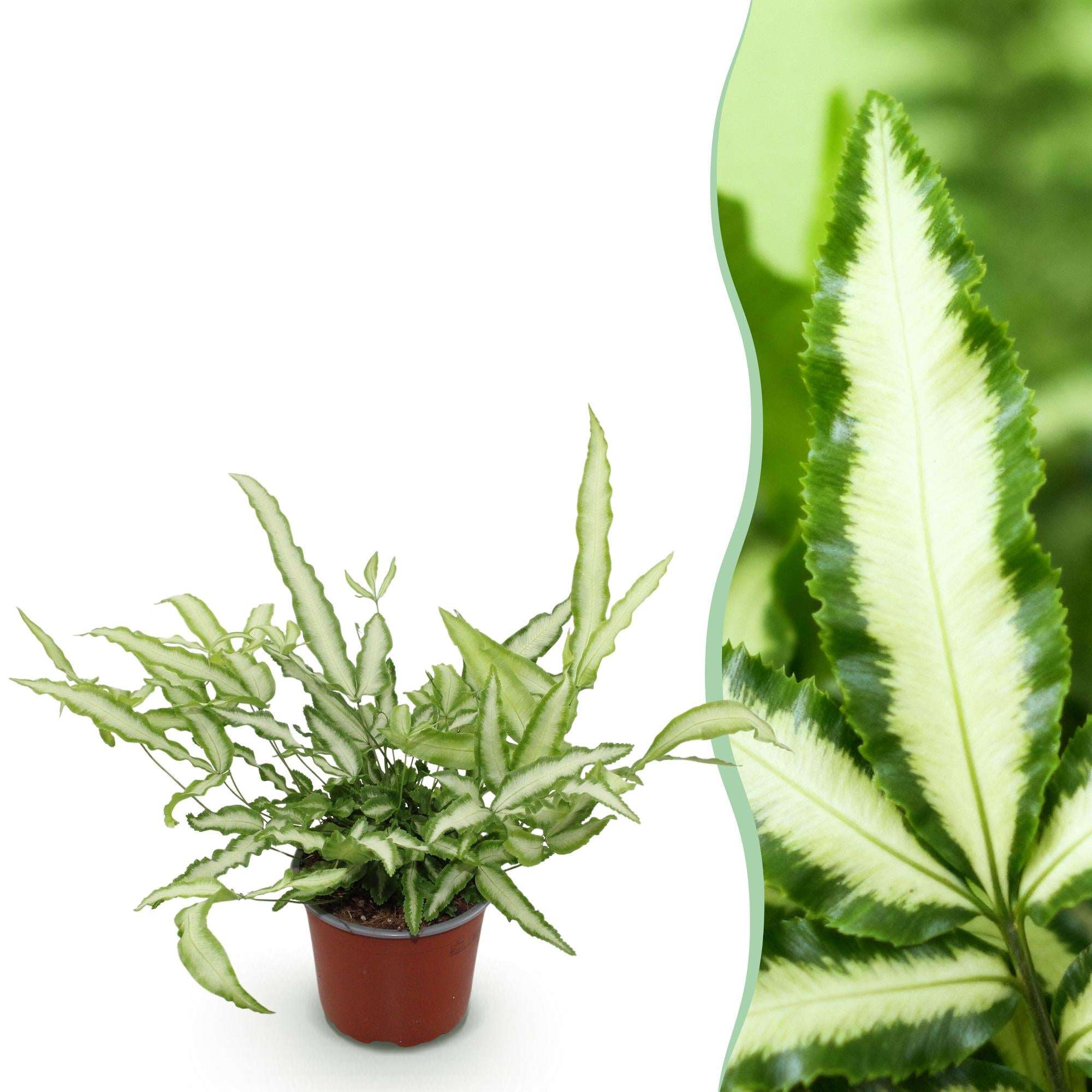 Pteris cretica Albolineata Flügelfarn – Haustierfreundliche Zimmerpflanze 12cm – Höhe ca.20cm – Farn mit weißer Blattzeichnung für Wohnzimmer & Büro