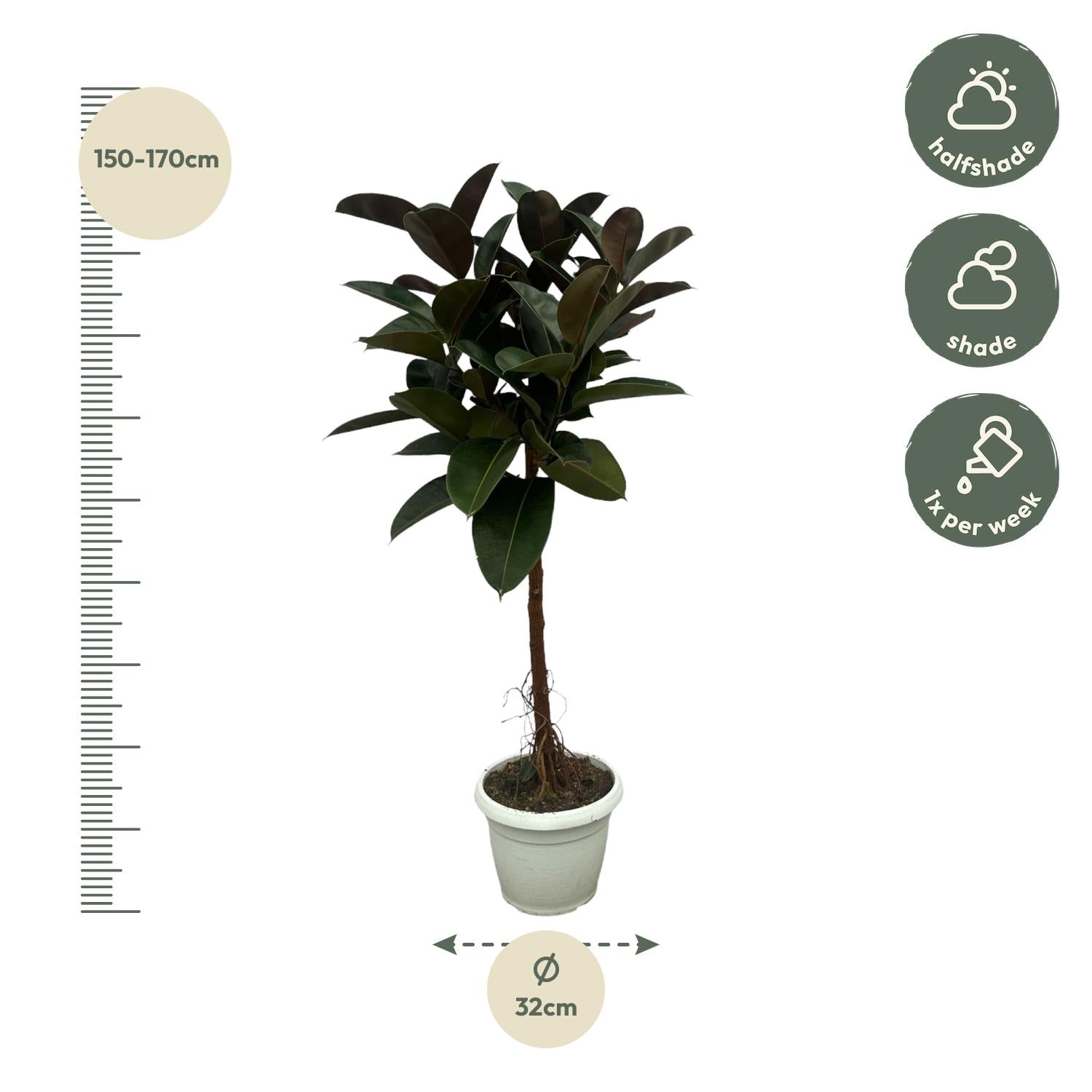 Gummibaum Ficus Elastica Robusta Stamm – Zimmerpflanze 140cm hoch – Ø27cm – Üppige, glänzende Blätter – Pflegeleicht & dekorativ-1