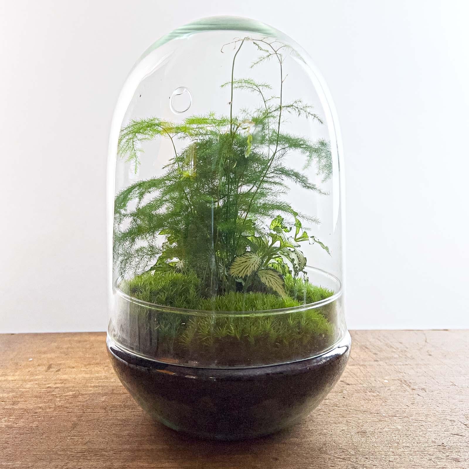 Flaschengarten Egg XL – DIY Bausatz Terrarium – ↕30cm – Do – It – Yourself Pflanzen – Set im Glas mit Korkdeckel – Autarkes Mini – Ökosystem