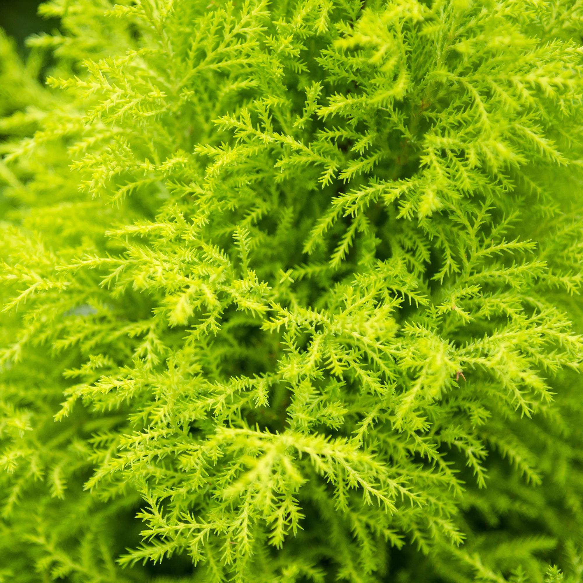 Cupressus Gold Crest Wilma – Zimmerkonifere – 21cm – Höhe 85-95cm – Pflegeleichte goldgrüne Pflanze für Wohnzimmer, Büro und moderne Interieurs