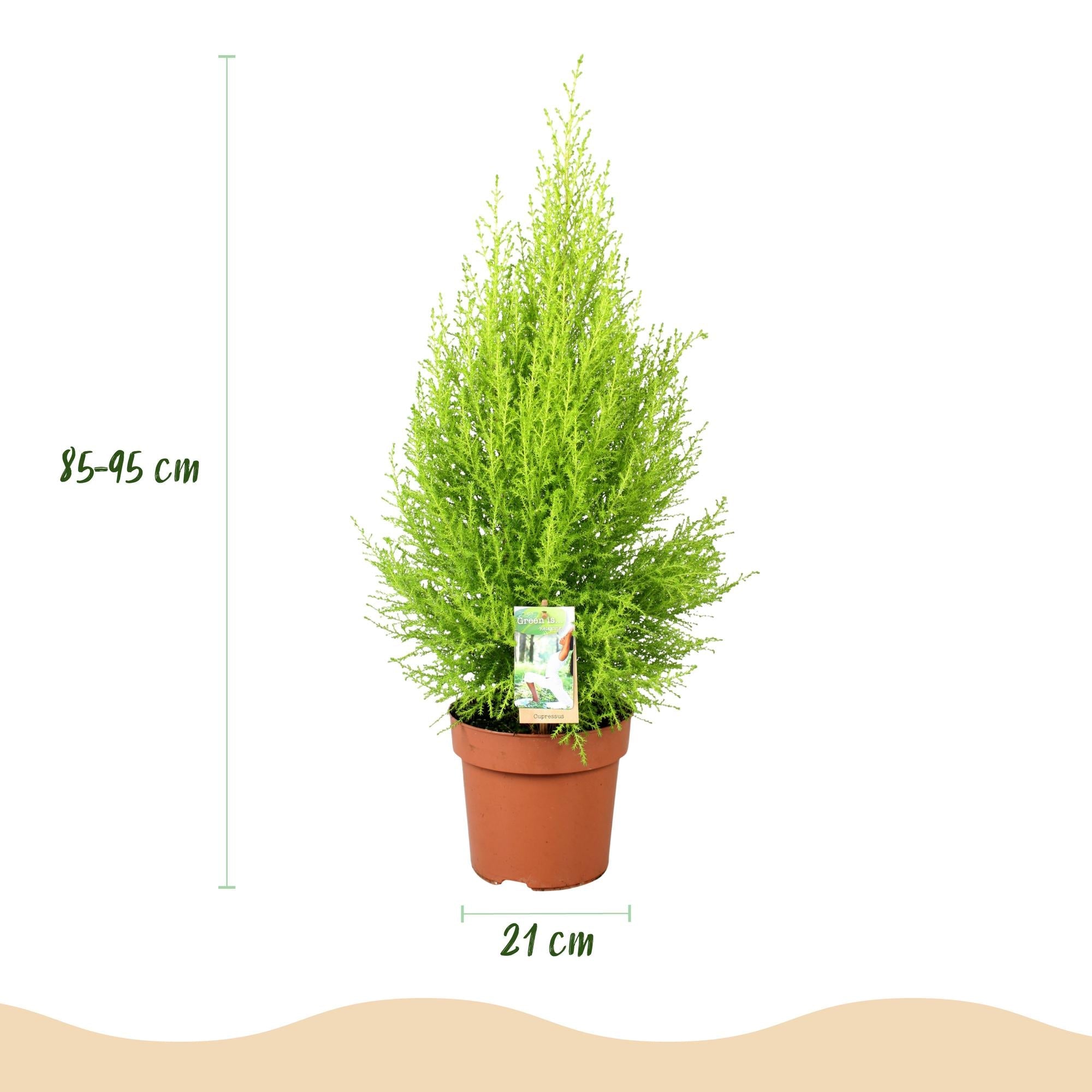 Cupressus Gold Crest Wilma – Zimmerkonifere – 21cm – Höhe 85-95cm – Pflegeleichte goldgrüne Pflanze für Wohnzimmer, Büro und moderne Interieurs