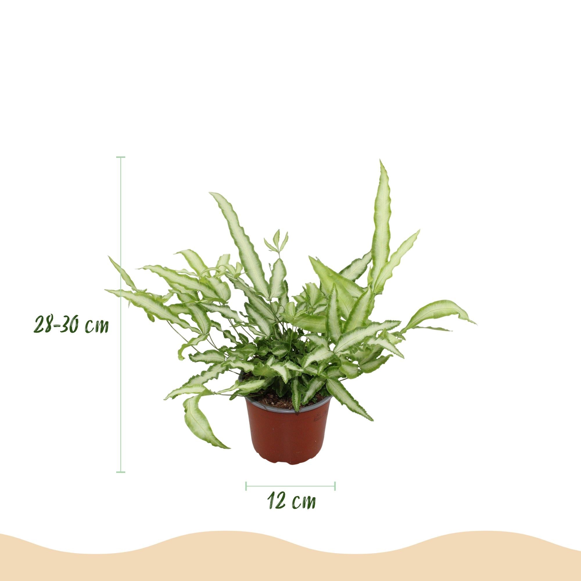 Pteris cretica Albolineata Flügelfarn – Haustierfreundliche Zimmerpflanze 12cm – Höhe ca.20cm – Farn mit weißer Blattzeichnung für Wohnzimmer & Büro