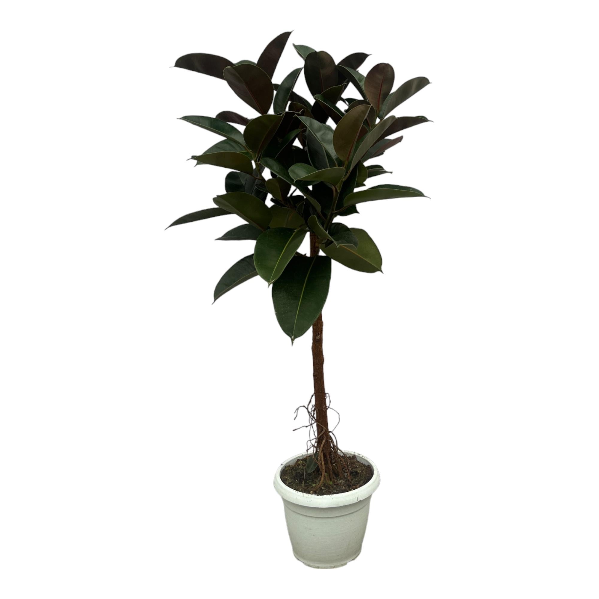 Gummibaum Ficus Elastica Robusta Stamm – Zimmerpflanze 140cm hoch – Ø27cm – Üppige, glänzende Blätter – Pflegeleicht & dekorativ-0