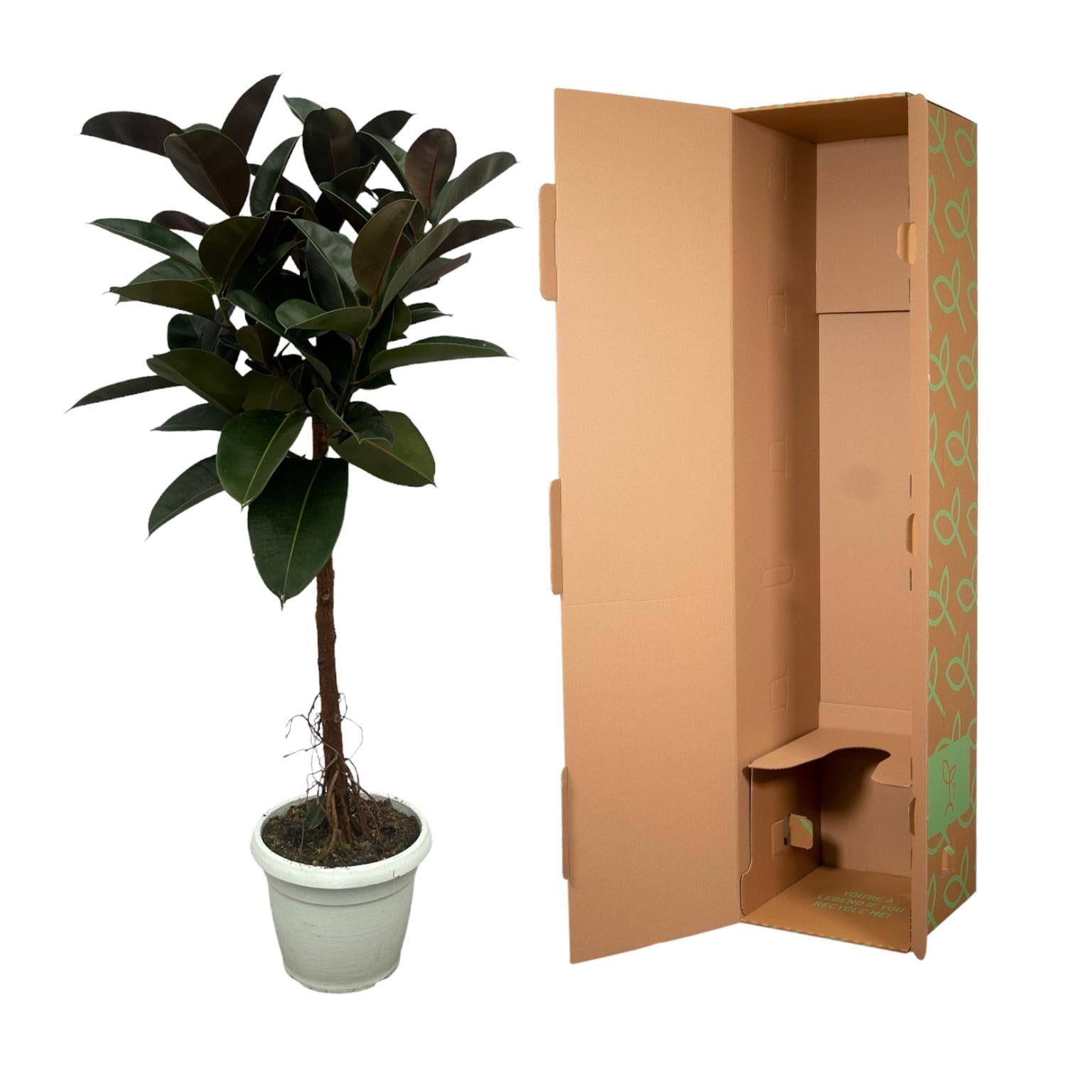 Gummibaum Ficus Elastica Robusta Stamm – Zimmerpflanze 140cm hoch – Ø27cm – Üppige, glänzende Blätter – Pflegeleicht & dekorativ-2