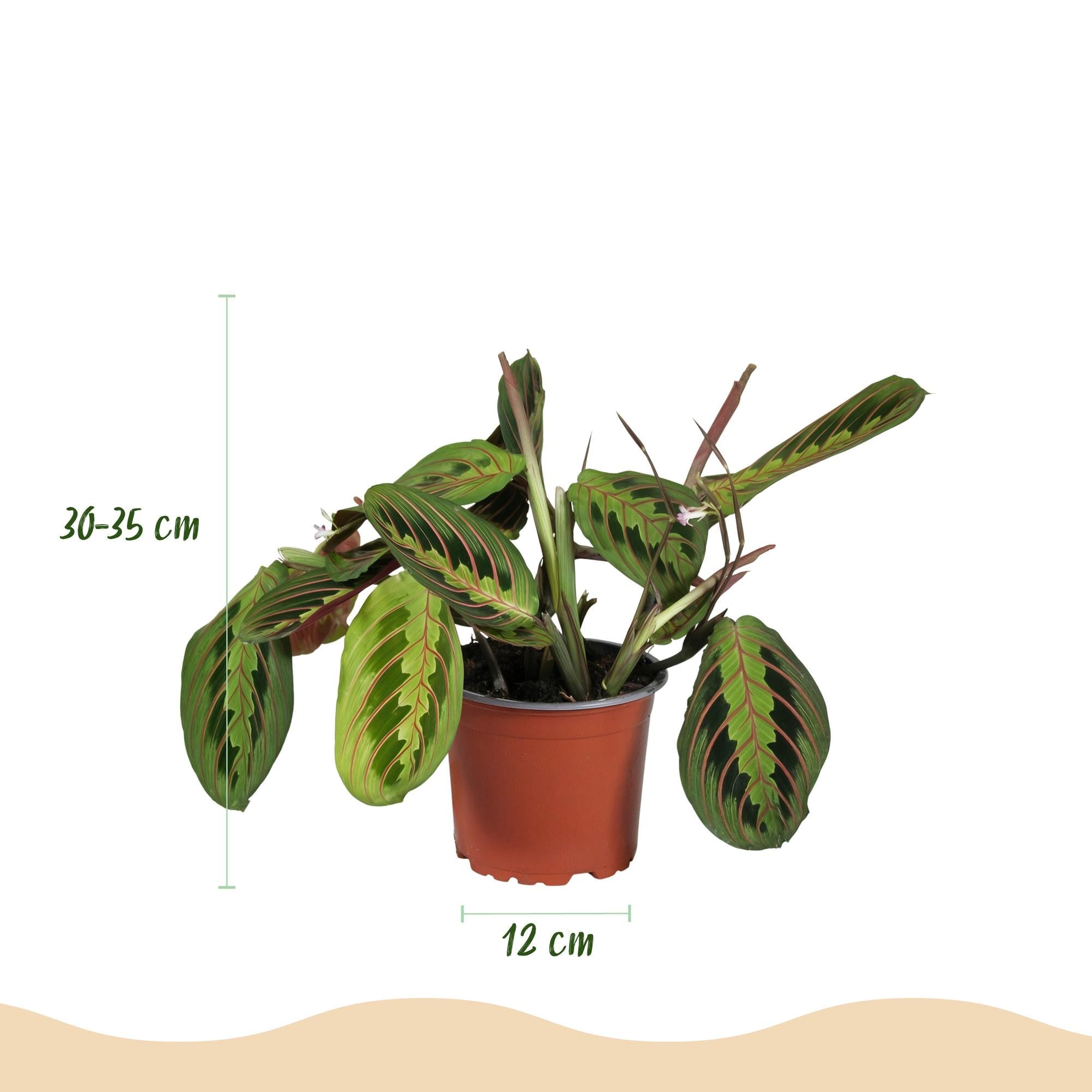 Maranta Fascinator Tricolour Gebetsblatt – Haustierfreundliche Zimmerpflanze 12cm – Höhe ca.25cm