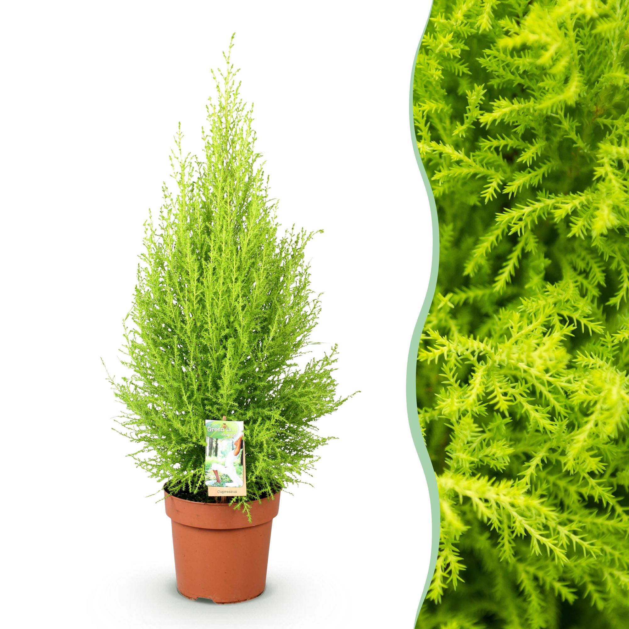 Cupressus Gold Crest Wilma – Zimmerkonifere – 21cm – Höhe 85-95cm – Pflegeleichte goldgrüne Pflanze für Wohnzimmer, Büro und moderne Interieurs