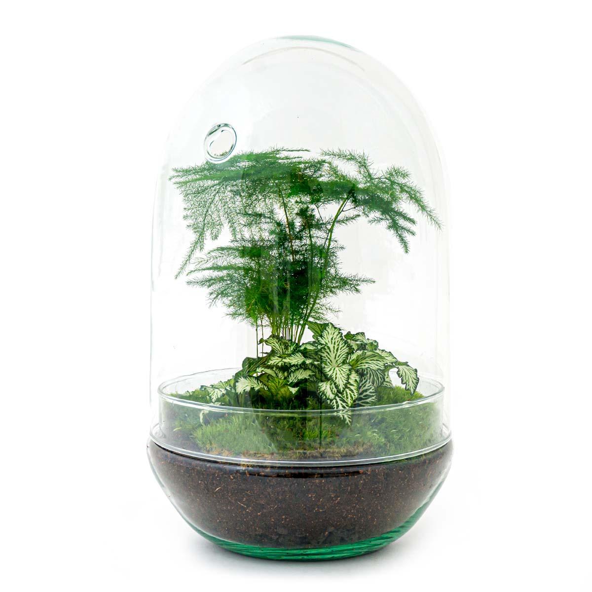 Flaschengarten Egg XL – DIY Bausatz Terrarium – ↕30cm – Do – It – Yourself Pflanzen – Set im Glas mit Korkdeckel – Autarkes Mini – Ökosystem