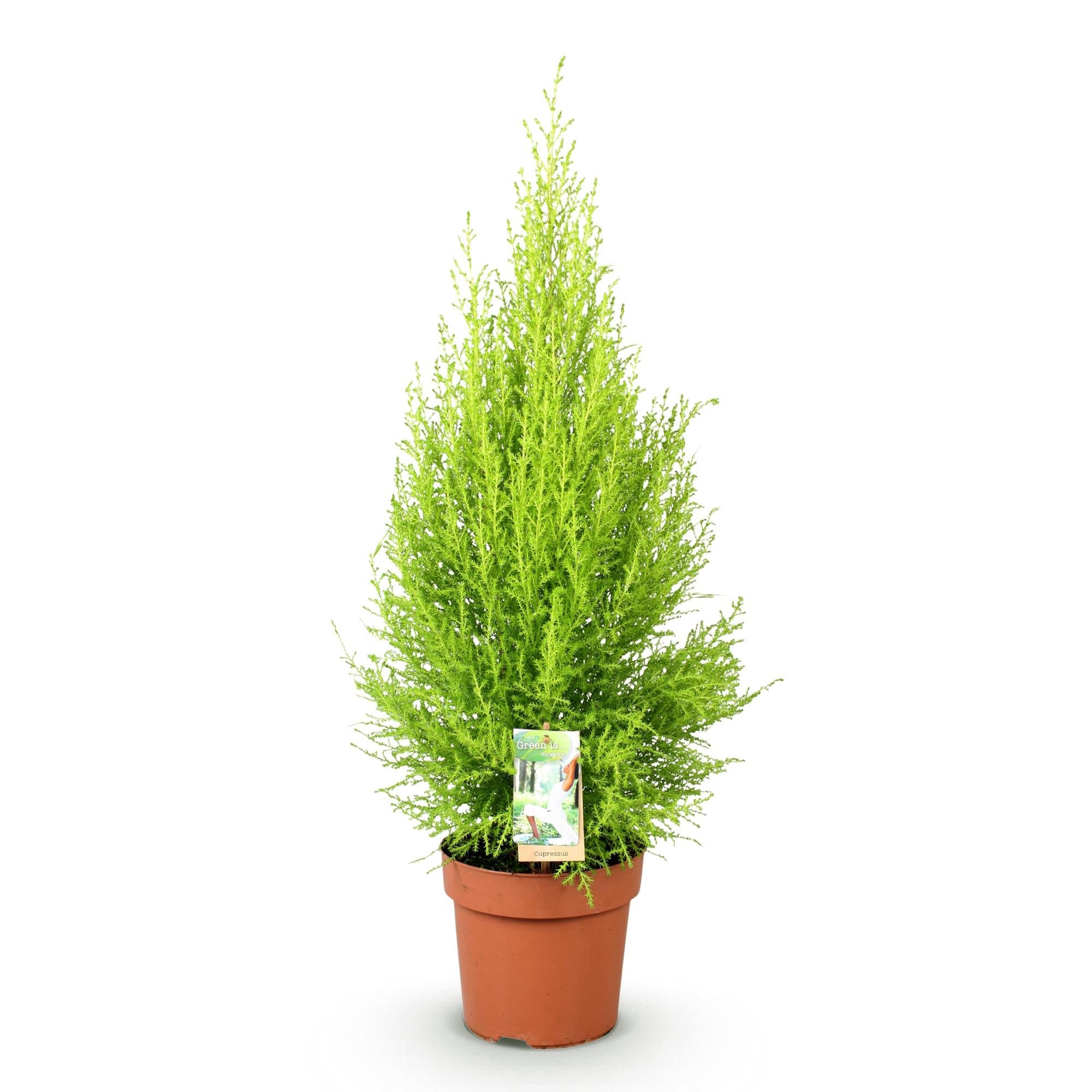 Cupressus Gold Crest Wilma – Zimmerkonifere – 21cm – Höhe 85-95cm – Pflegeleichte goldgrüne Pflanze für Wohnzimmer, Büro und moderne Interieurs