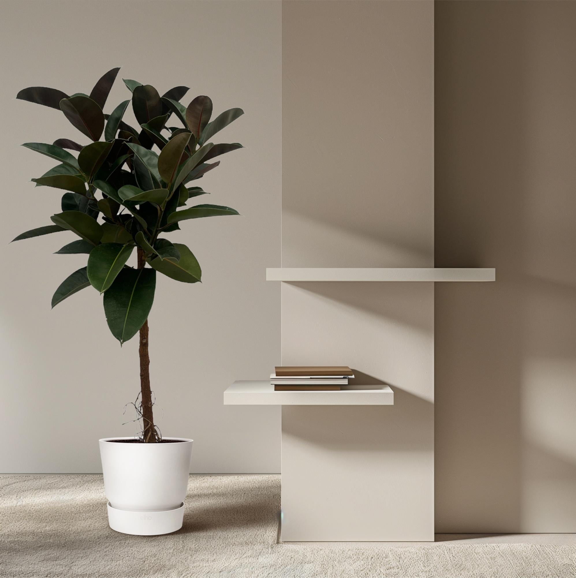 Gummibaum Ficus Elastica Robusta Stamm – Zimmerpflanze 140cm hoch – Ø27cm – Üppige, glänzende Blätter – Pflegeleicht & dekorativ-3