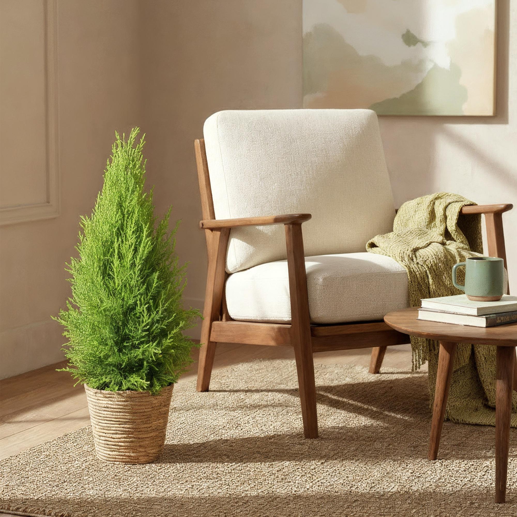 Cupressus Gold Crest Wilma – Zimmerkonifere – 21cm – Höhe 85-95cm – Pflegeleichte goldgrüne Pflanze für Wohnzimmer, Büro und moderne Interieurs