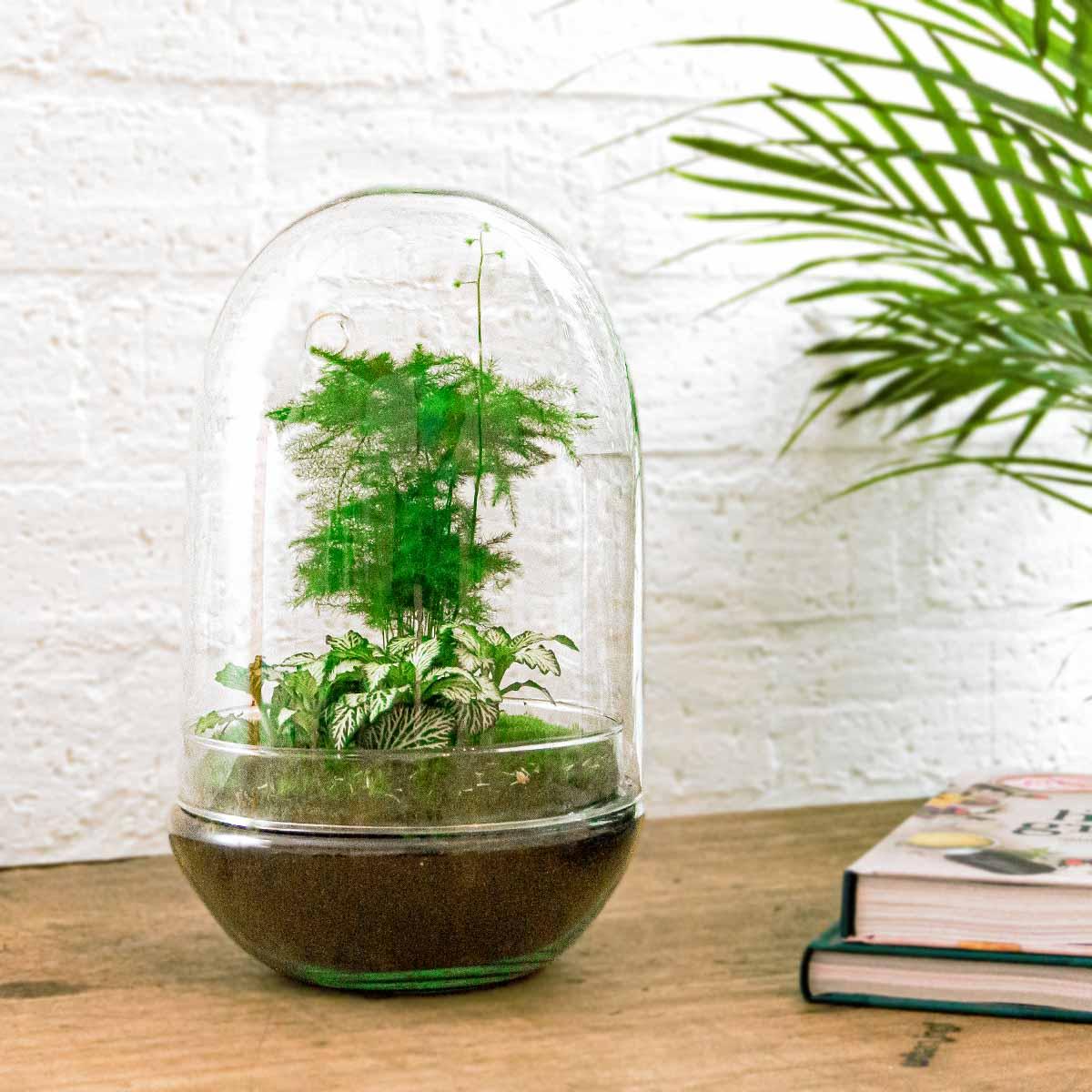 Flaschengarten Egg XL – DIY Bausatz Terrarium – ↕30cm – Do – It – Yourself Pflanzen – Set im Glas mit Korkdeckel – Autarkes Mini – Ökosystem