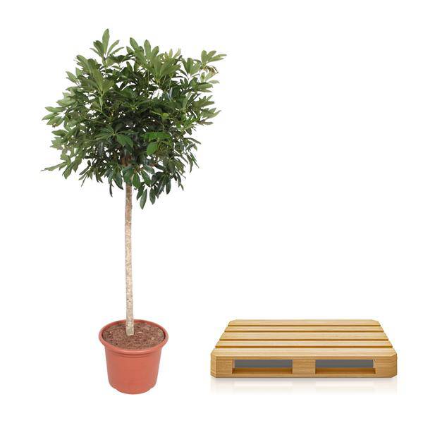 Strahlenaralie Schefflera Arboricola Compacta Zimmerpflanze Ø45cm ↕190cm – pflegeleichte Grünpflanze für Wohnzimmer, Büro & helle Standorte
