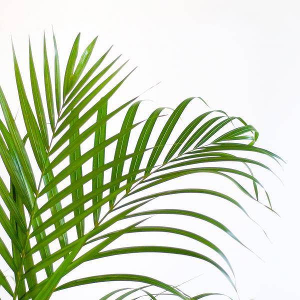 Areca – Palme Dypsis Goldfruchtpalme – Zimmerpflanze ↕100cm Ø21cm – Mit Natur – Korb Sofia Seegras Beige
