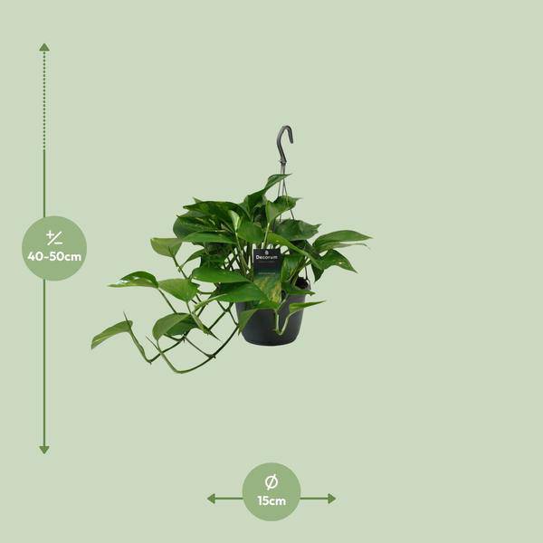 Efeutute Scindapsus Epipremnum – Ø15cm – ↕45cm – Pflegeleichte Rankpflanze & luftreinigende Zimmerpflanze