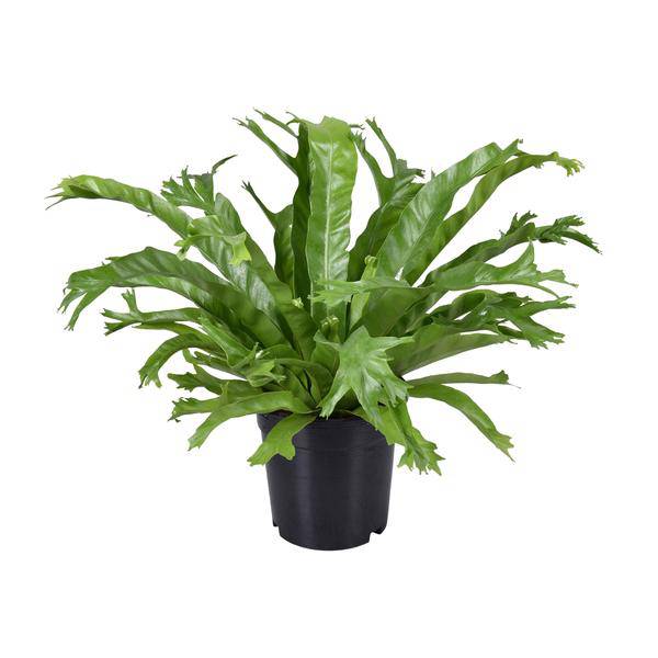 Nestfarn Asplenium Nidus Crissie Zimmerpflanze Ø17cm ↕40cm – pflegeleichte Grünpflanze für Wohnzimmer, Büro & helle Standorte kaufen