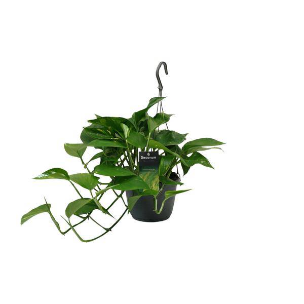 Efeutute Scindapsus Epipremnum – Ø15cm – ↕45cm – Pflegeleichte Rankpflanze & luftreinigende Zimmerpflanze