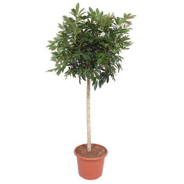 Strahlenaralie Schefflera Arboricola Compacta Zimmerpflanze Ø45cm ↕190cm – pflegeleichte Grünpflanze für Wohnzimmer, Büro & helle Standorte