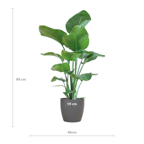 Strelitzia Nicolai – Baum – Strelitzie – Zimmerpflanze – 80cm hoch – Ø21cm – inkl. Übertopf – Paradiesvogelpflanze, tropisches Grün, pflegeleicht