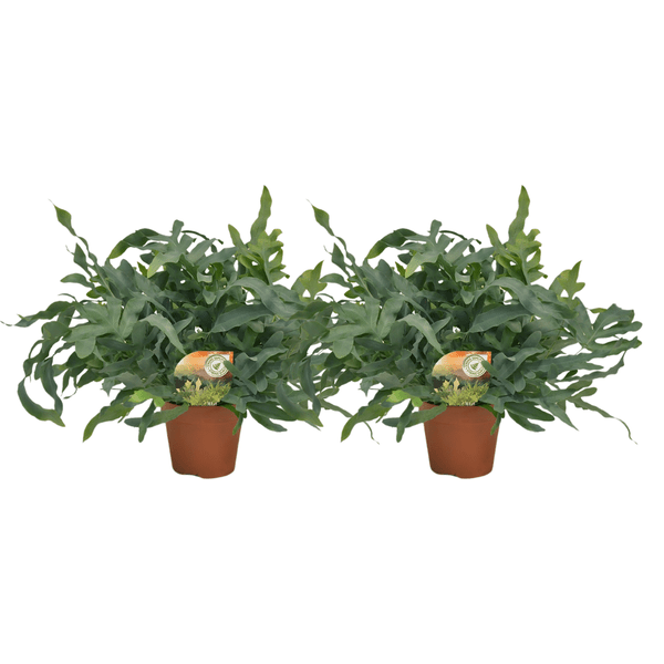 Phlebodium Blue Star – Tüpfelfarn Zimmerpflanze – 2 Pflanzen – Ø17cm – ca. Ø60cm Wuchsbreite – Blaugrüner Farn für Wohnzimmer, Bad & Büro