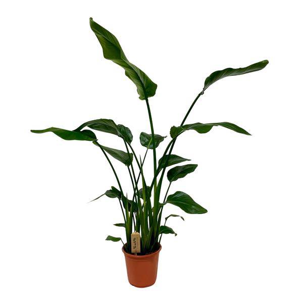Strelitzia Nicolai – Baum – Strelitzie – Ø21cm – ↕120cm – Exotische Zimmerpflanze – XXL Bananenblatt – Optik – Für Wohnzimmer & Büro
