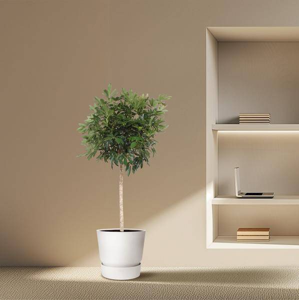Strahlenaralie Schefflera Arboricola Compacta Zimmerpflanze Ø45cm ↕190cm – pflegeleichte Grünpflanze für Wohnzimmer, Büro & helle Standorte