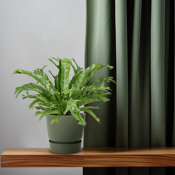 Nestfarn Asplenium Nidus Crissie Zimmerpflanze Ø17cm ↕40cm – pflegeleichte Grünpflanze für Wohnzimmer, Büro & helle Standorte kaufen