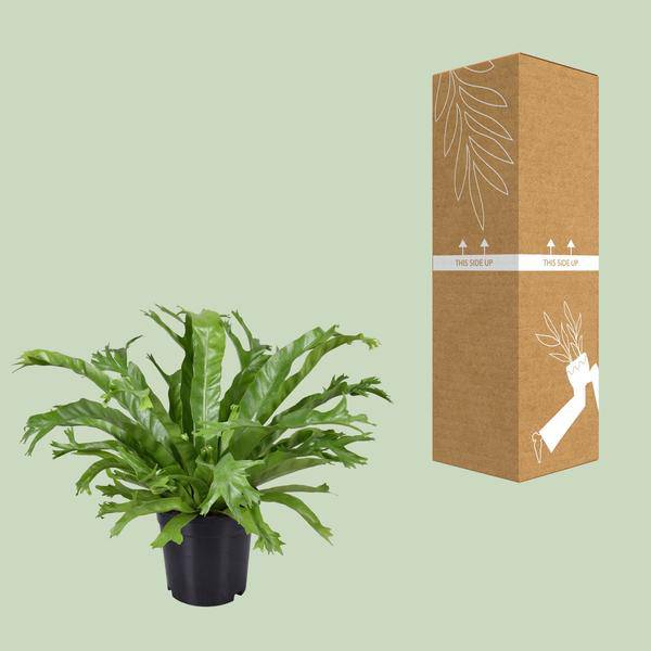Nestfarn Asplenium Nidus Crissie Zimmerpflanze Ø17cm ↕40cm – pflegeleichte Grünpflanze für Wohnzimmer, Büro & helle Standorte kaufen
