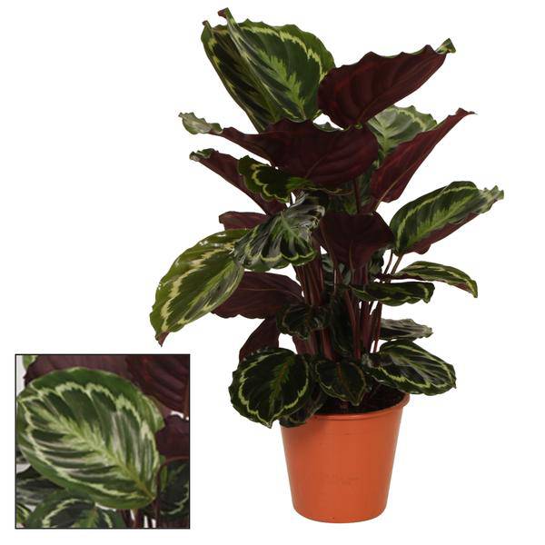 Blumentopf Rot Korb Ø19cm ↕75cm – moderner Pflanztopf für Zimmerpflanzen, Sukkulenten, Kakteen & Kräuter