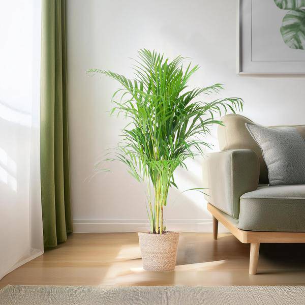 Areca – Palme Dypsis Goldfruchtpalme – Zimmerpflanze ↕100cm Ø21cm – Mit Natur – Korb Sofia Seegras Beige