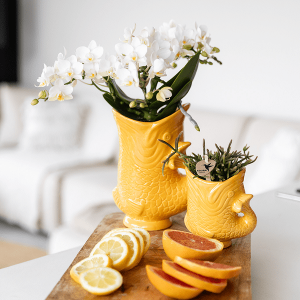 Fisch Topf – Orange – Ø6cm – Keramik Übertopf in Fischform – Glänzender Blumentopf für kleine Pflanzen & Sukkulenten