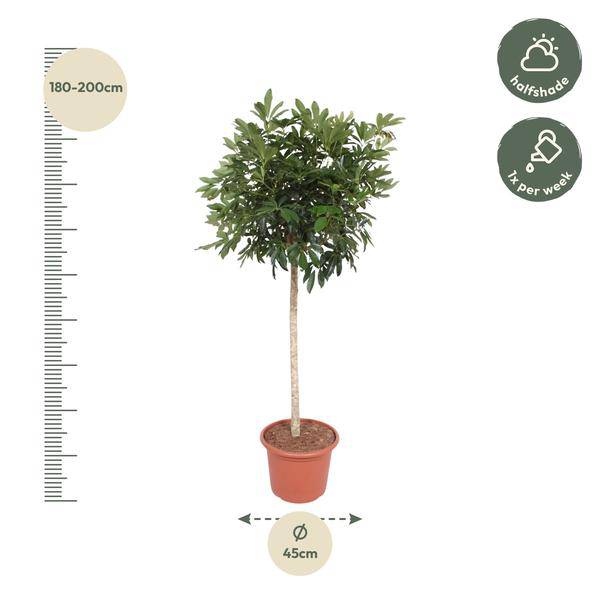 Strahlenaralie Schefflera Arboricola Compacta Zimmerpflanze Ø45cm ↕190cm – pflegeleichte Grünpflanze für Wohnzimmer, Büro & helle Standorte