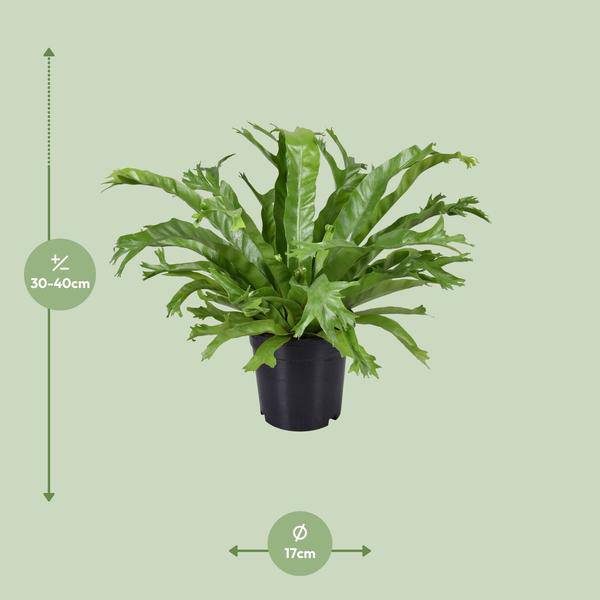 Nestfarn Asplenium Nidus Crissie Zimmerpflanze Ø17cm ↕40cm – pflegeleichte Grünpflanze für Wohnzimmer, Büro & helle Standorte kaufen