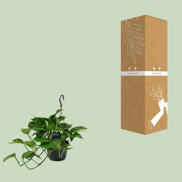Efeutute Scindapsus Epipremnum – Ø15cm – ↕45cm – Pflegeleichte Rankpflanze & luftreinigende Zimmerpflanze
