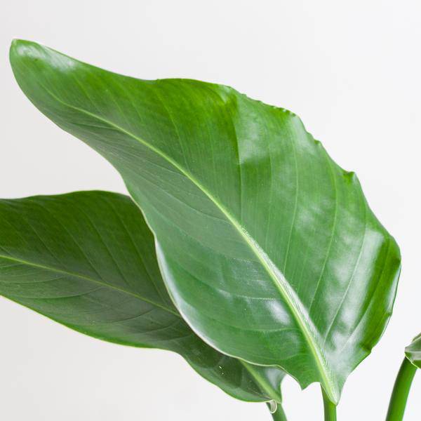 Strelitzia Nicolai – Baum – Strelitzie – Zimmerpflanze – 80cm hoch – Ø21cm – inkl. Übertopf – Paradiesvogelpflanze, tropisches Grün, pflegeleicht