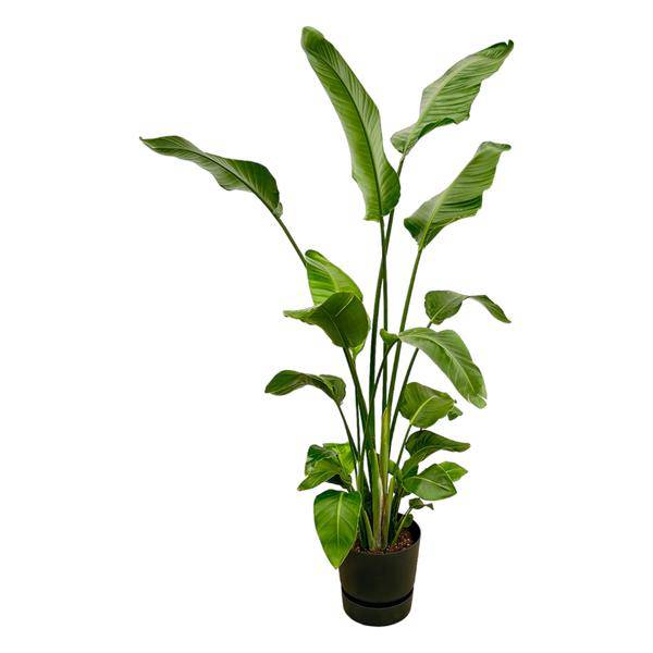 Strelitzia Nicolai – Baum – Strelitzie – Zimmerpflanze ca. 180cm – Ø30cm – inkl. Pflanzgefäß Greenville Schwarz – Weißer Paradiesvogel
