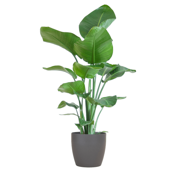 Strelitzia Nicolai – Baum – Strelitzie – Zimmerpflanze – 80cm hoch – Ø21cm – inkl. Übertopf – Paradiesvogelpflanze, tropisches Grün, pflegeleicht