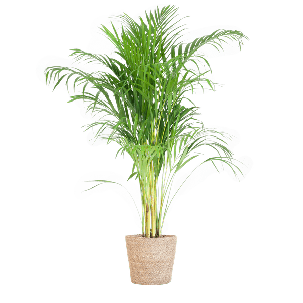 Areca – Palme Dypsis Goldfruchtpalme – Zimmerpflanze ↕100cm Ø21cm – Mit Natur – Korb Sofia Seegras Beige
