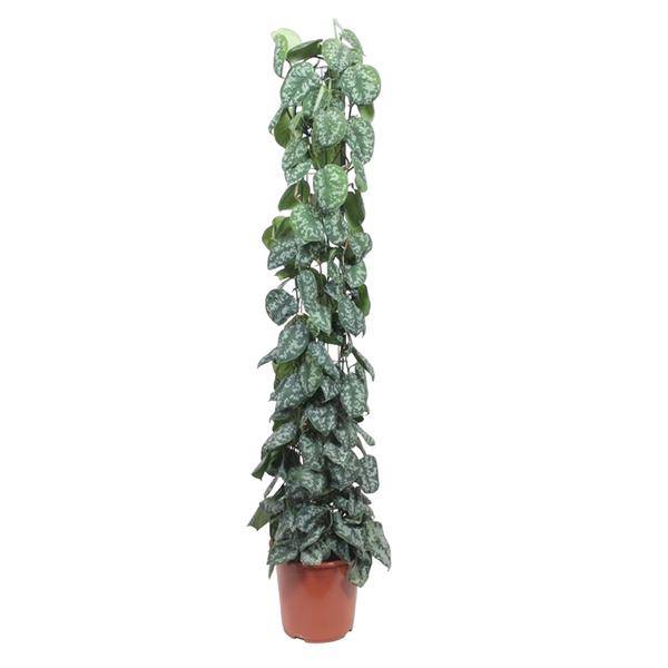 Efeutute Scindapsus Pictus Trebie Zimmerpflanze Ø27cm ↕160cm – pflegeleichte Grünpflanze für Wohnzimmer, Büro & helle Standorte kaufen-0