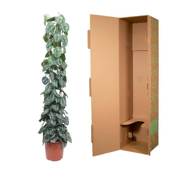 Efeutute Scindapsus Pictus Trebie Zimmerpflanze Ø27cm ↕160cm – pflegeleichte Grünpflanze für Wohnzimmer, Büro & helle Standorte kaufen-2