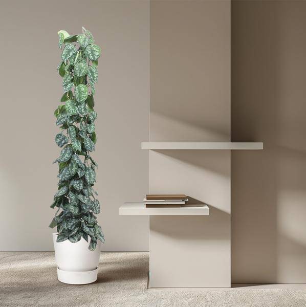 Efeutute Scindapsus Pictus Trebie Zimmerpflanze Ø27cm ↕160cm – pflegeleichte Grünpflanze für Wohnzimmer, Büro & helle Standorte kaufen-3