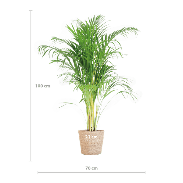 Areca – Palme Dypsis Goldfruchtpalme – Zimmerpflanze ↕100cm Ø21cm – Mit Natur – Korb Sofia Seegras Beige
