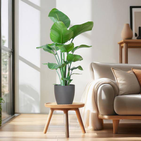 Strelitzia Nicolai – Baum – Strelitzie – Zimmerpflanze – 80cm hoch – Ø21cm – inkl. Übertopf – Paradiesvogelpflanze, tropisches Grün, pflegeleicht
