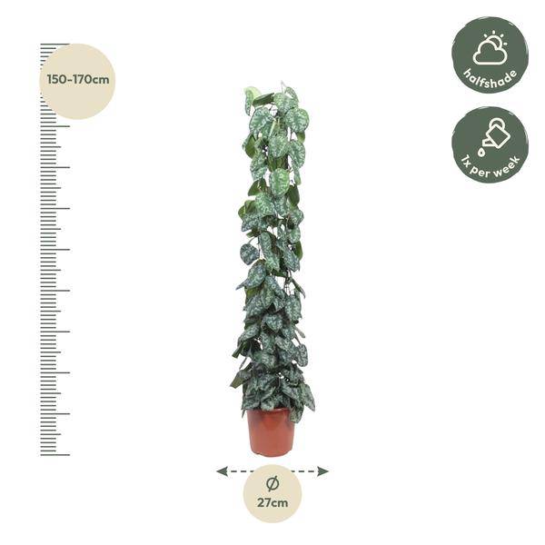 Efeutute Scindapsus Pictus Trebie Zimmerpflanze Ø27cm ↕160cm – pflegeleichte Grünpflanze für Wohnzimmer, Büro & helle Standorte kaufen-1